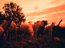 Fotografija iš P. Ščepanovič parodos